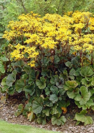 LIGULARIA dentata